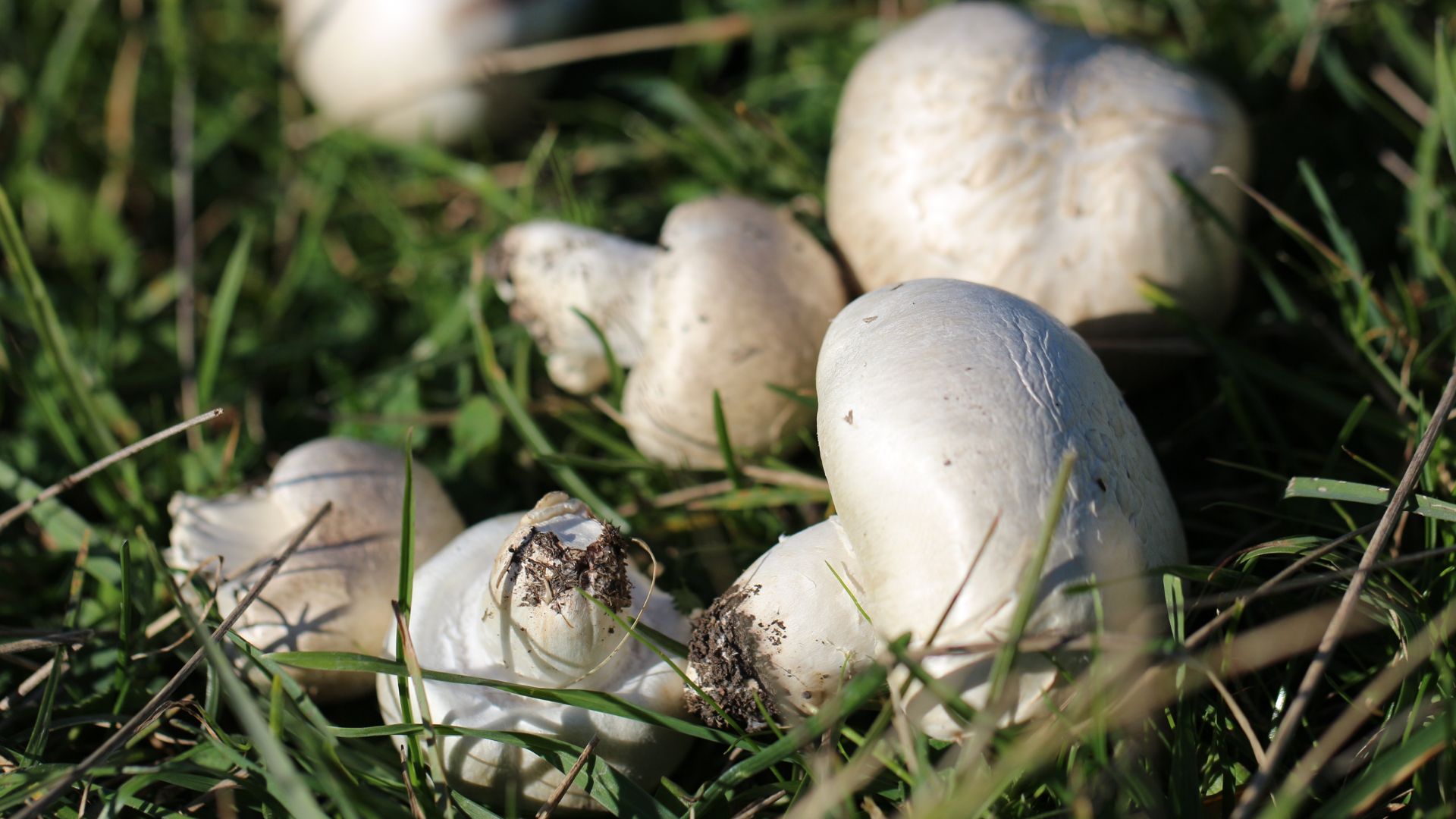 Makom Mantar - Premium Kalite Organik Mantar