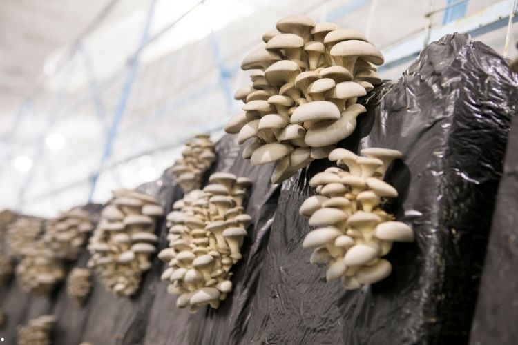 Makom Mantar Üretim Tesisi